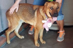 Picture of Rusty