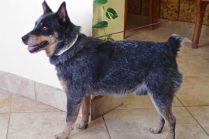 Picture of Sarge