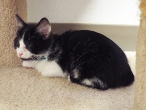 Picture of Tango