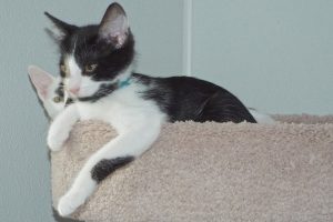 Picture of Tango
