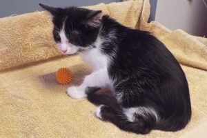 Picture of Tango