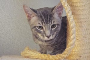 Picture of Tiger Boy