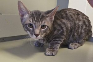 Picture of Tiger Boy