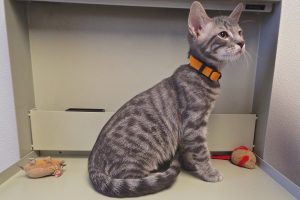 Picture of Tiger Boy