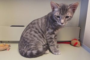 Picture of Tiger Boy