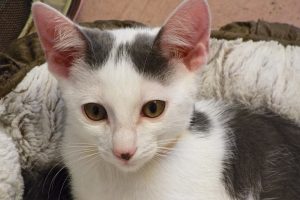 Picture of Twist