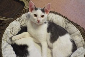 Picture of Twist