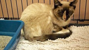 Picture of Anissa