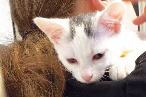 Picture of Arya