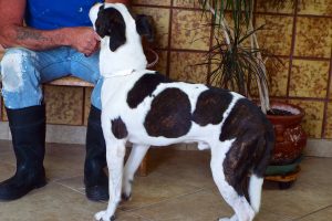 Picture of Blackie