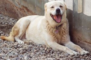 Picture of Bo