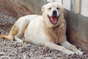 Picture of Bo