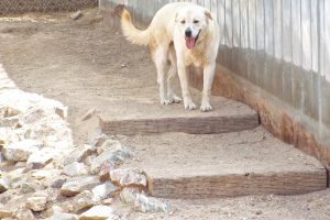 Picture of Bo