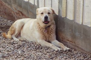 Picture of Bo