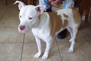 Picture of Bugsy
