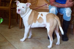 Picture of Bugsy