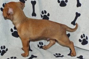 Picture of Burrito