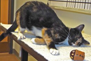 Picture of Callie