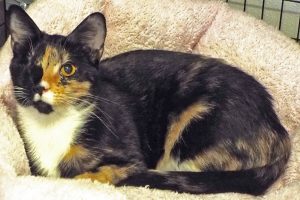 Picture of Callie