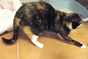 Picture of Callie