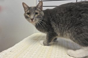 Picture of Franklin