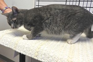 Picture of Franklin