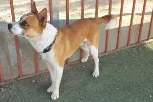Picture of Indy