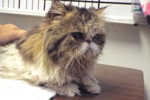 Picture of Josette