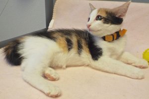 Picture of Joslyn