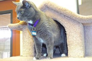 Picture of Lady Grey (R.B.)
