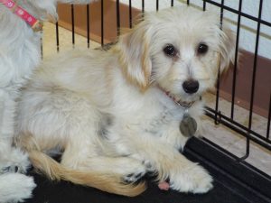 Picture of Latte