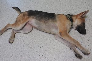 Picture of Luna