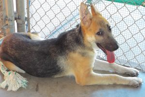 Picture of Luna