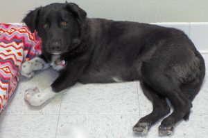 Picture of Mandy