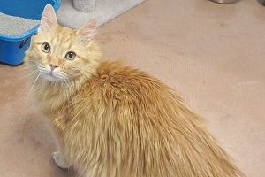 Picture of Marmalade