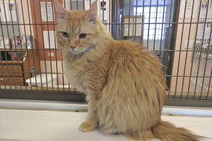 Picture of Marmalade
