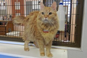 Picture of Marmalade