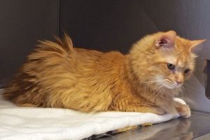 Picture of Marmalade
