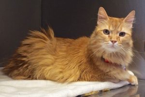 Picture of Marmalade