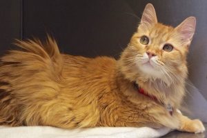 Picture of Marmalade
