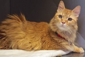 Picture of Marmalade