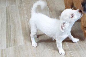 Picture of Marshmallow