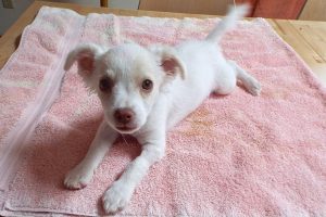 Picture of Marshmallow