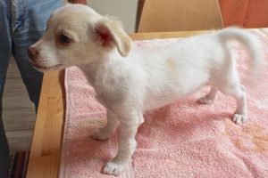 Picture of Marshmallow