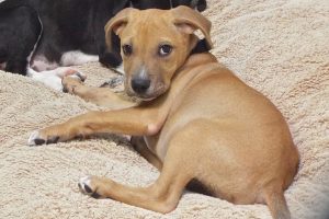 Picture of Milo
