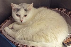 Picture of Mousie