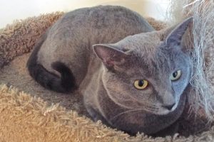 Picture of Mya