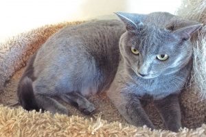 Picture of Mya