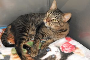 Picture of Oliver