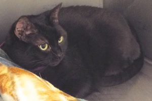 Picture of Penny